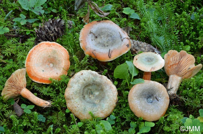 Lactarius fennoscandicus