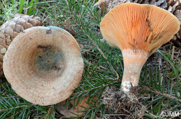 Lactarius fennoscandicus