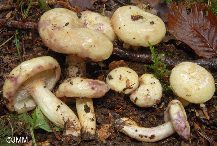 Lactarius flavidus