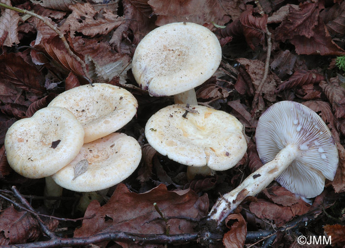 Lactarius flavidus