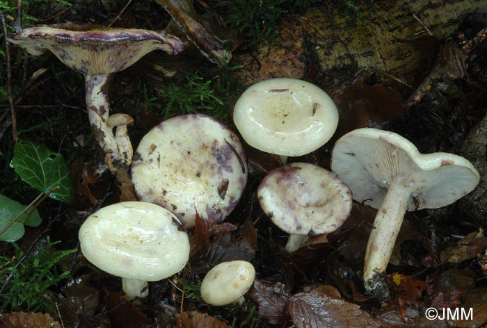 Lactarius flavidus 