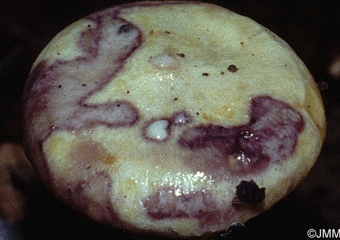 Lactarius flavidus : lait violascent en quelques mn sur la chair