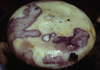 Lactarius flavidus : lait blanc violascent