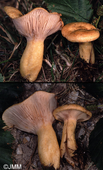 Lactarius flavopalustris