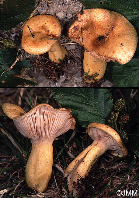 Lactarius flavopalustris