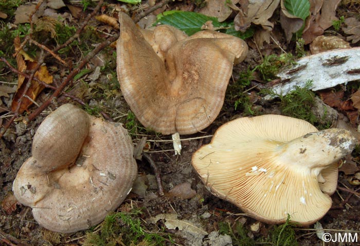 Lactarius flexuosus