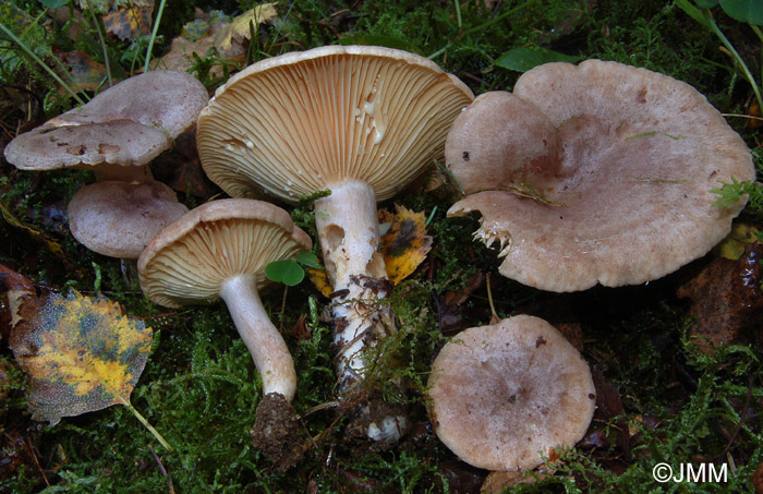 Lactarius flexuosus