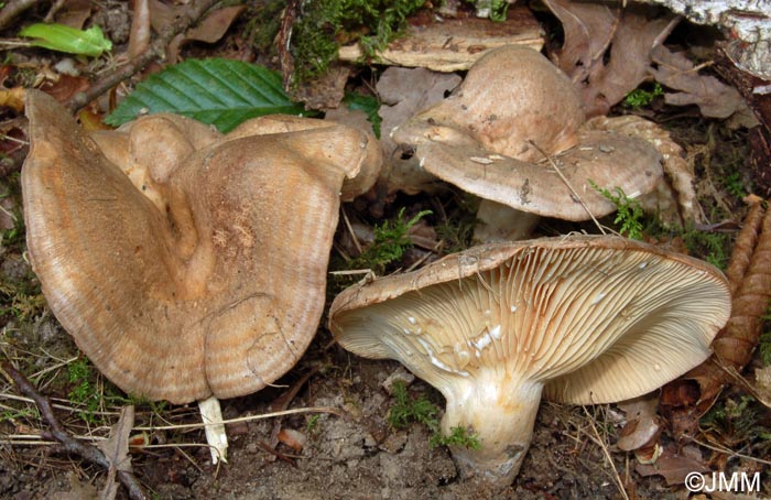 Lactarius flexuosus