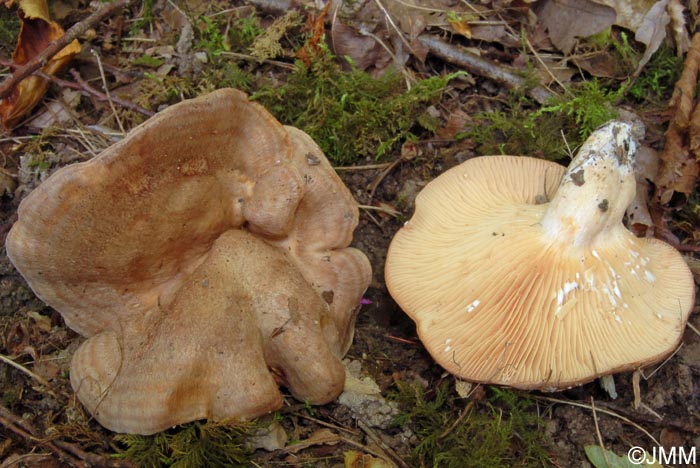 Lactarius flexuosus