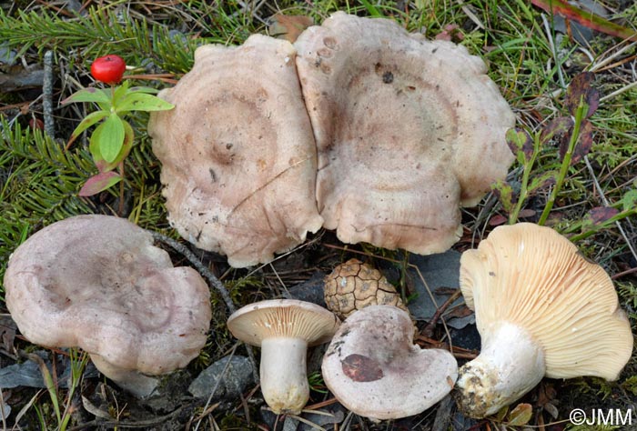 Lactarius flexuosus