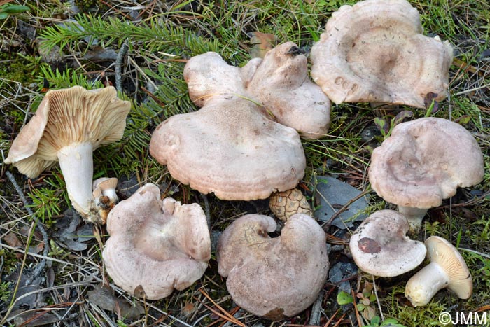 Lactarius flexuosus