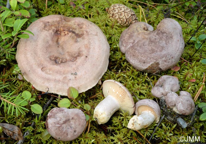 Lactarius flexuosus