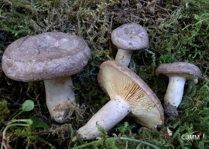 Lactarius flexuosus