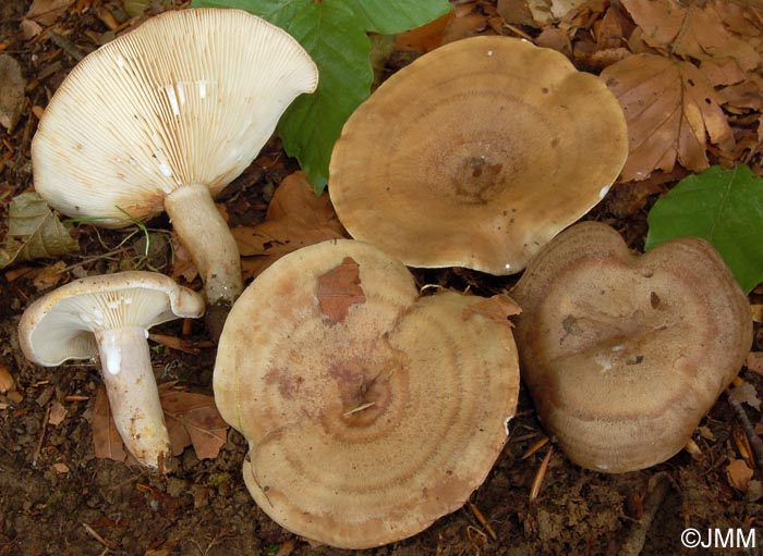 Lactarius fluens