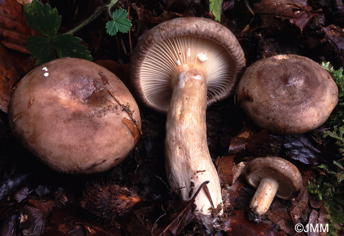 Lactarius fluens