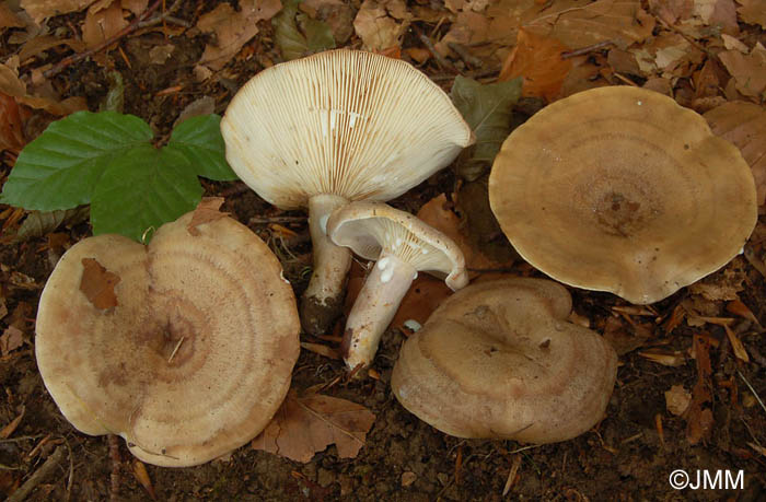 Lactarius fluens