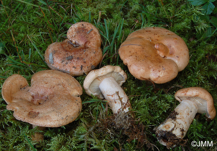 Lactarius fraxineus