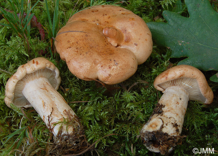 Lactarius fraxineus