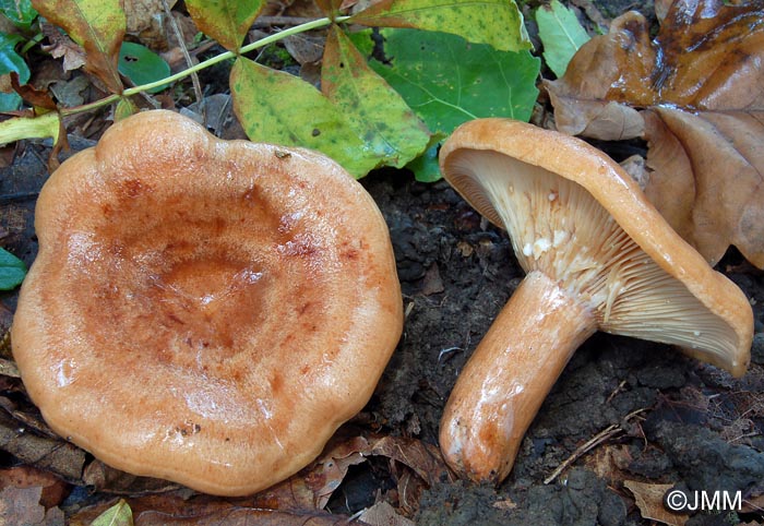 Lactarius fraxineus