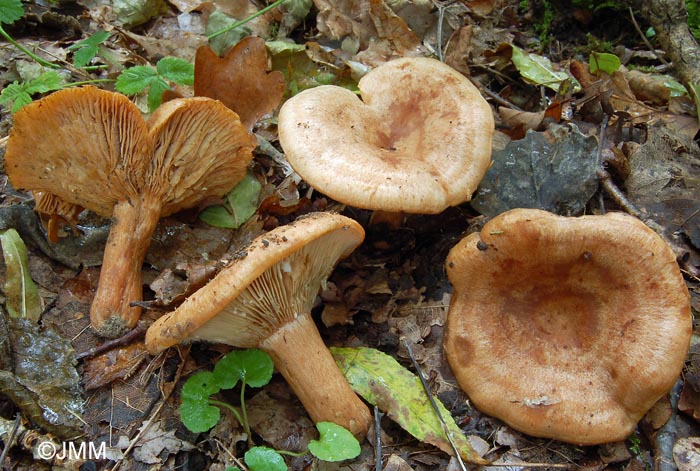 Lactarius fraxineus