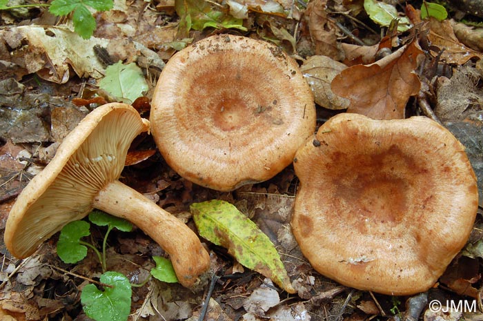 Lactarius fraxineus