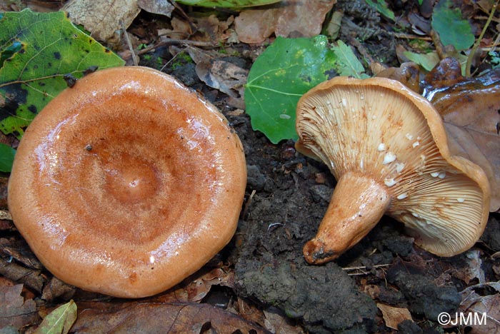 Lactarius fraxineus