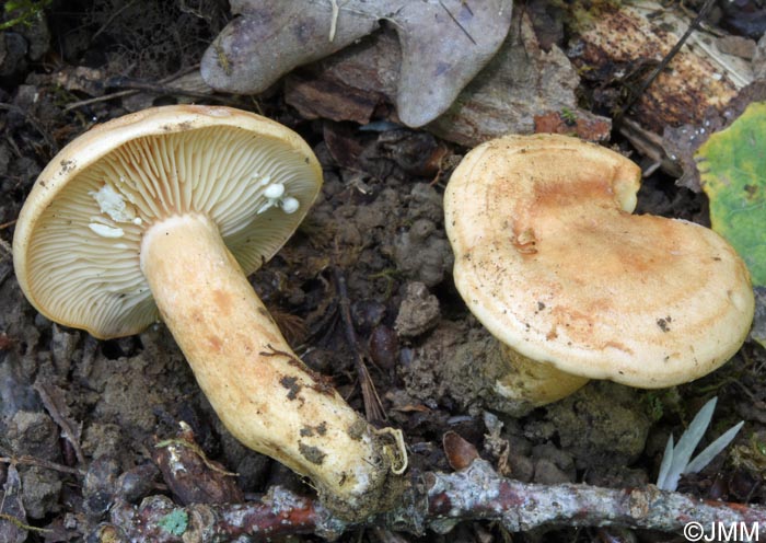 Lactarius fraxineus
