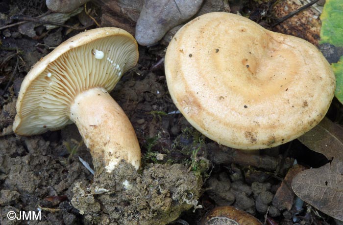 Lactarius fraxineus