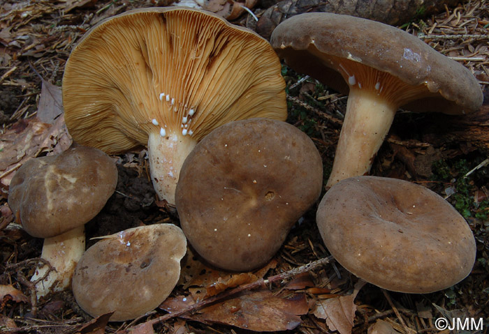 Lactarius fuliginosus