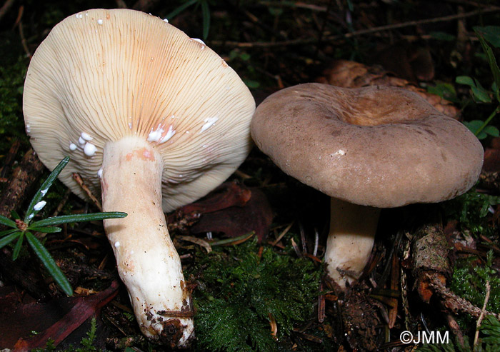 Lactarius fuliginosus