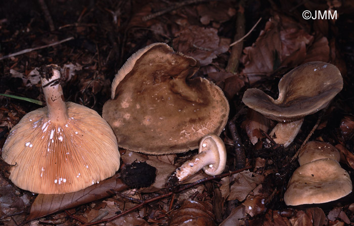 Lactarius fuliginosus