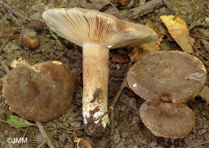 Lactarius fuliginosus