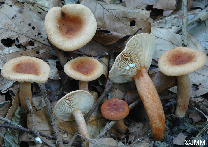 Lactarius fulvissimus