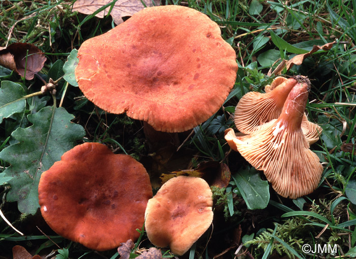 Lactarius fulvissimus