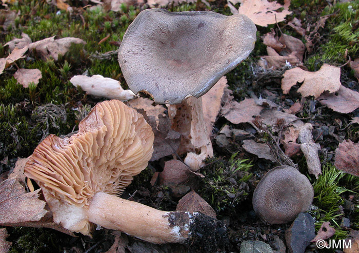 Lactarius fuscus