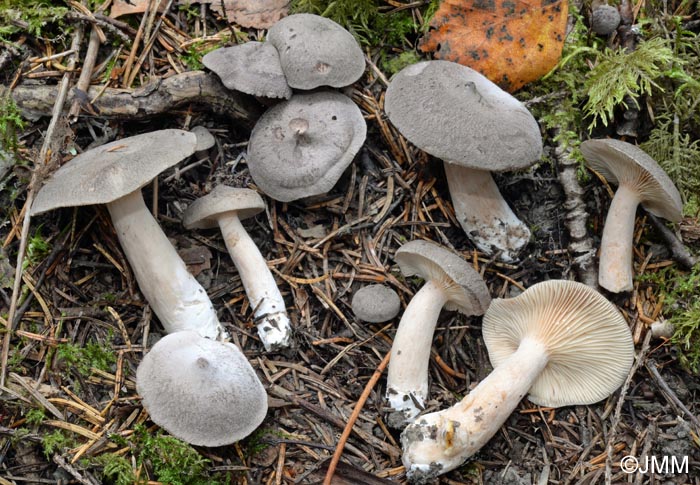 Lactarius fuscus