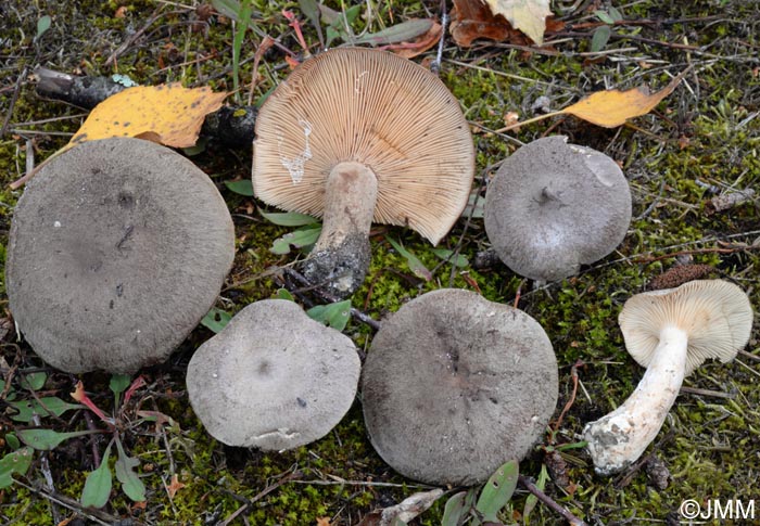 Lactarius fuscus