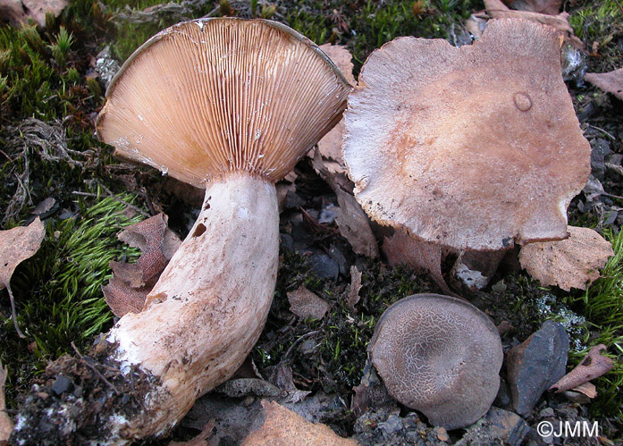 Lactarius fuscus