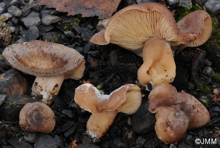 Lactarius fuscus