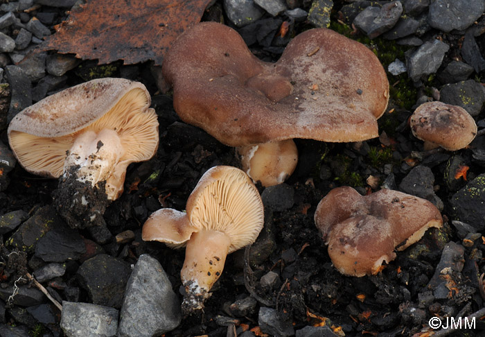 Lactarius fuscus