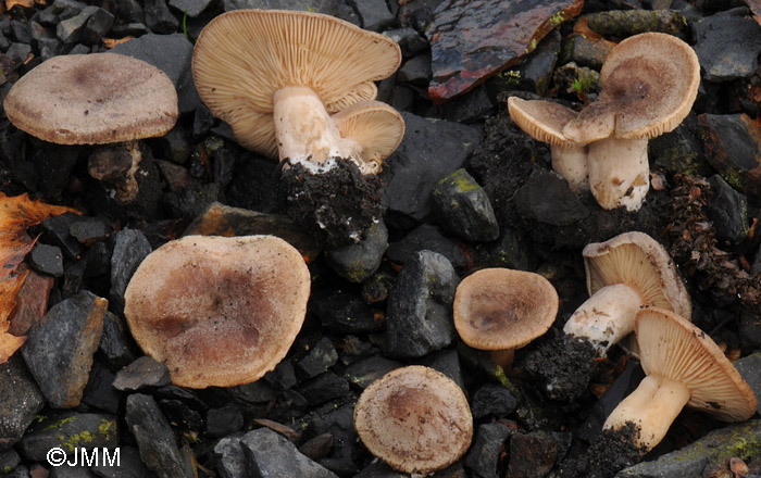 Lactarius fuscus