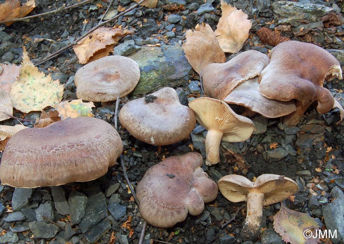 Lactarius fuscus