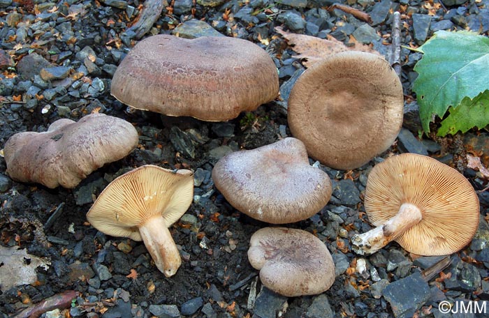 Lactarius fuscus