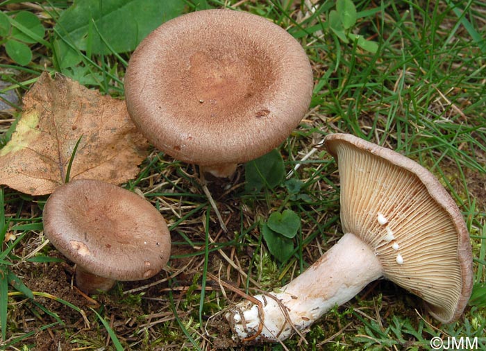 Lactarius fuscus