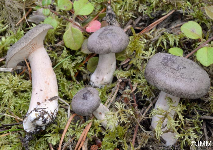 Lactarius fuscus