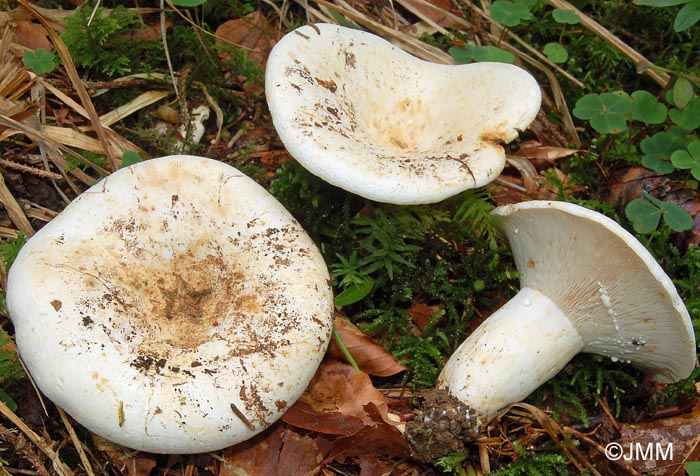 Lactarius glaucescens