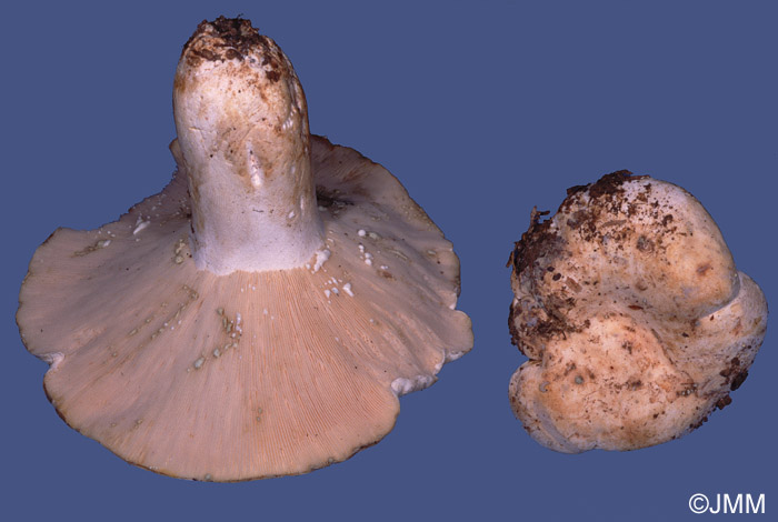 Lactarius glaucescens