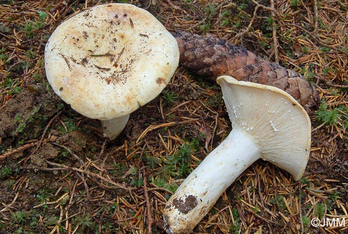 Lactarius glaucescens