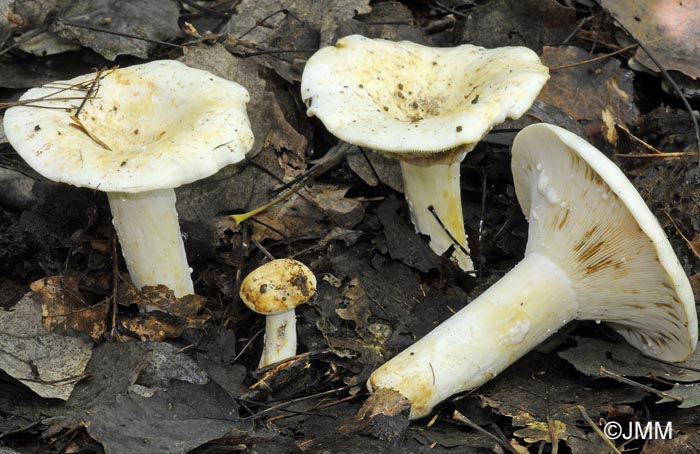 Lactarius glaucescens