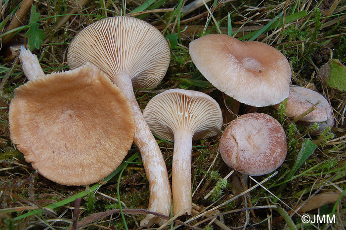 Lactarius glyciosmus